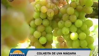 SP: Processamento de laranjas e colheita de uva Niágara