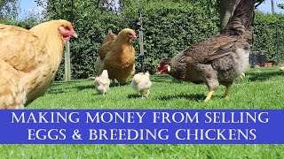 Making money from selling eggs and breeding chickens