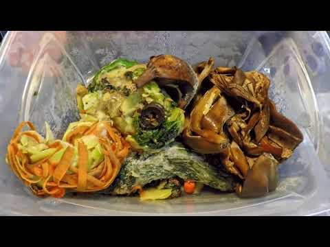 Relocating food chunks from 2 old to 2 new worm bins - vermicomposting