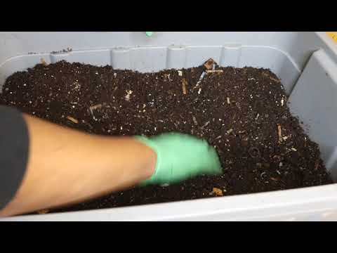 Vermicomposting E84-Horizontal Migration finally beginning
