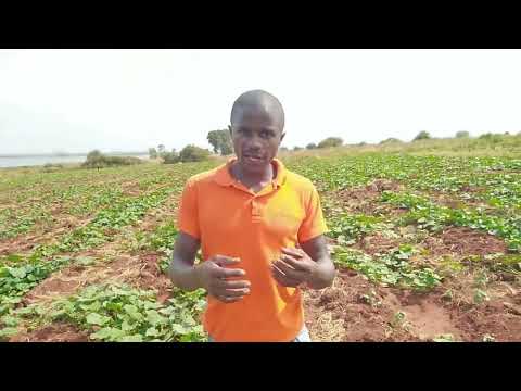 The Ultimate Guide to Managing Butternut Squash