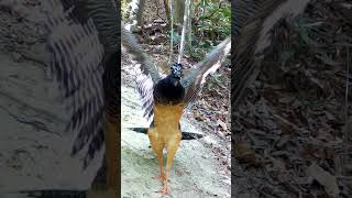 mutum de penacho fêmea  #natureza