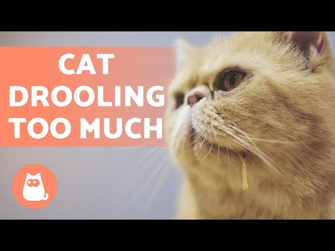 Why is My Cat DROOLING So Much? - Main Causes
