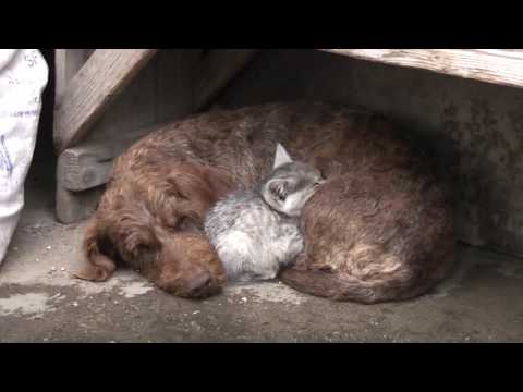 Cainele, pisicuta si pasarile domestice