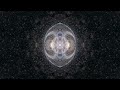Quantum Fantay Kaleidothrope 2009 Full Album