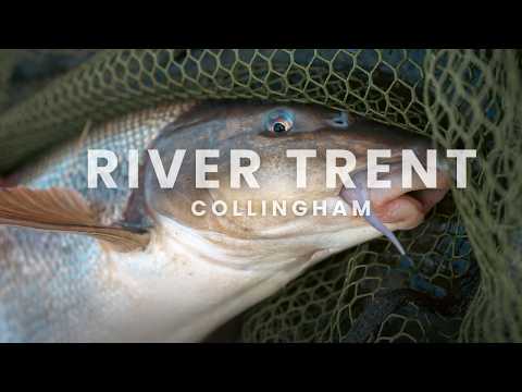 River Trent Barbel Fishing | Collingham