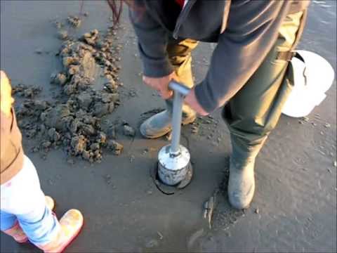 Monster Washington Razor Clams