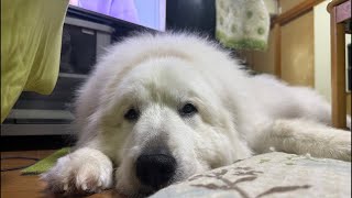 ドレミの歌グレートピレニーズ がライブ配信中！1時間弱くらい！できたてホワホワ！