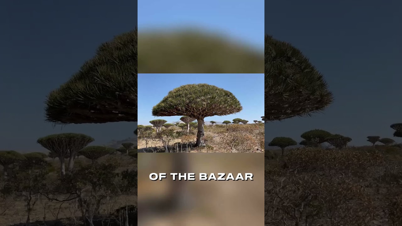 Explore Socotra: Uncovering the Secrets of a Lost World