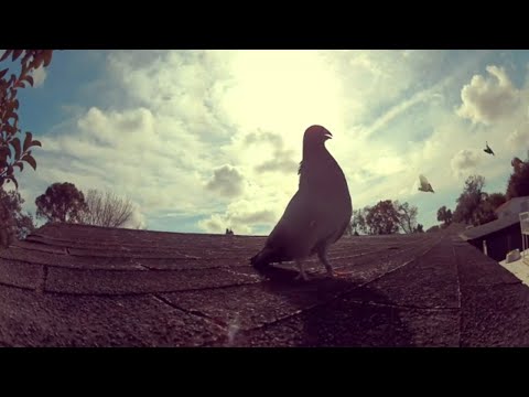 Pichón Cenizo Abriéndose ( El FLECHA )