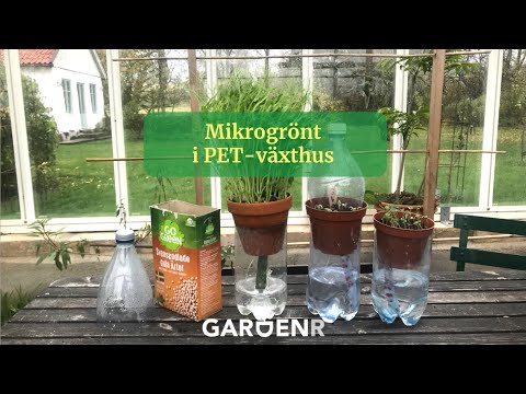 Mikrogrönt i PET-växthus - Trädgårdshacks med GardenR
