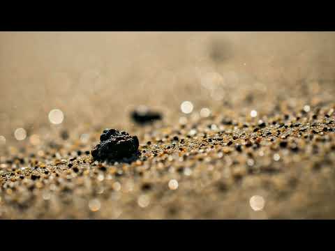 Pampush - Wandering Around