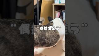 偶然を装うフレブル