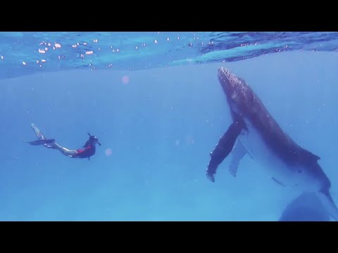 Breathtaking footage: Divers get very close to a group of humpback whales