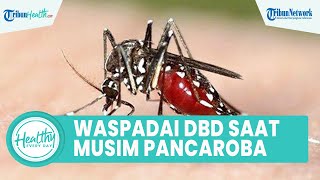 Waspadai DBD di Musim Pancaroba yang Bisa Bikin Sesak Napas dan Muncul Ruam, Begini Penjelasannya