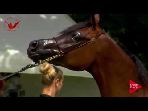 N.29 H EMALEE H - Scandinavian Open Championship 2017 - Fillies 2 Years old (Class 5)