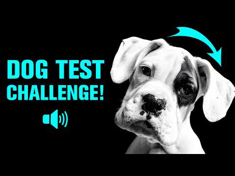 Sounds That Turn Your Dog’s Head Like Never Before