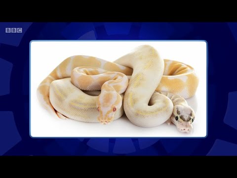 Only Connect - Series 16 - Episode 2