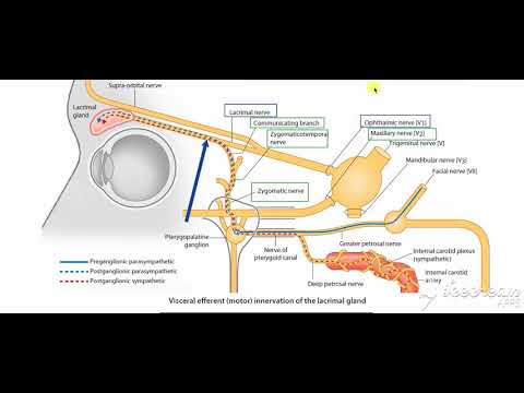 Pterygopalatine ganglion 6