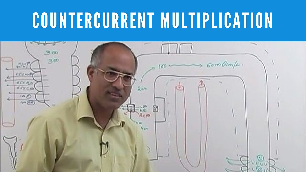 Urine Concentration and Dilution | Countercurrent Multiplication