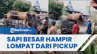 Viral Sapi Besar Nyaris Lompat dari Mobil Pickup Diduga Tak Ingin Pisah dari Pemiliknya