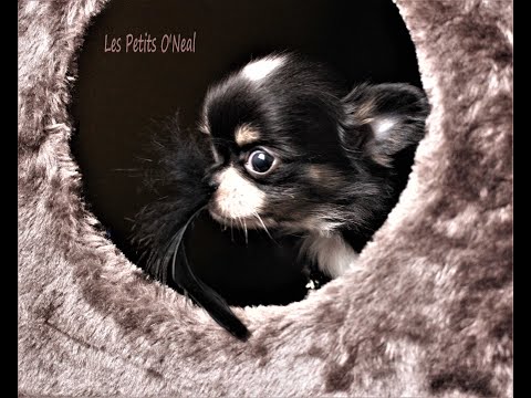 CHIHUAHUA : Vidéo de PILI-PILI DES PETITS O'NEAL