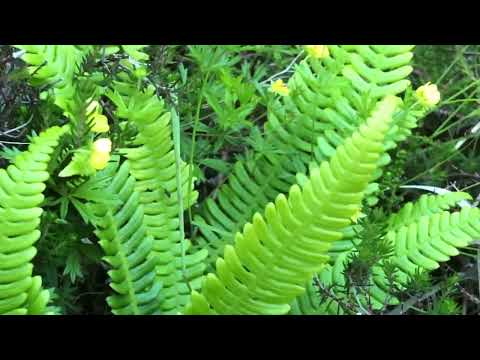 Botanising Arran (Scotland in Miniature) Part 1