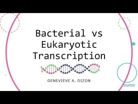Bacterial vs Eukaryotic Transcription