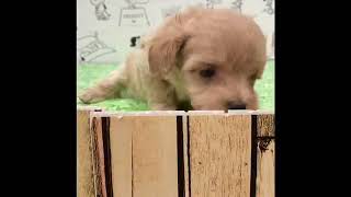 ハーフ犬の動画01