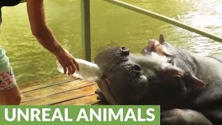 Hippo struggles to stay awake after drinking tea with tourists