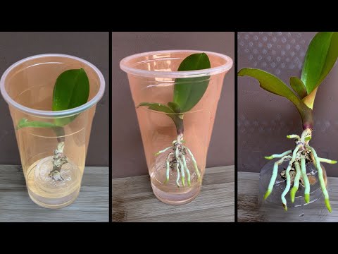 This tip helps orchids quickly take root and produce young leaves