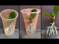 This tip helps orchids quickly take root and produce young leaves