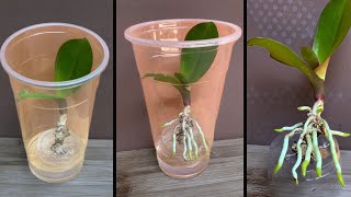 This tip helps orchids quickly take root and produce young leaves