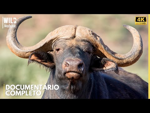 FORÇA BRUTAL - O Código Secreto dos Búfalos Africanos | Documentário Animal