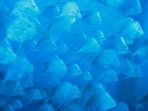 School of Tropical Lookdown fish in the Gulf of Mexico