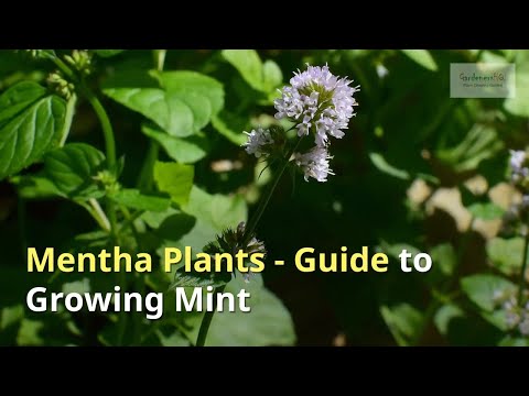 Mentha Growing Guide - All You Need to Know to Get Started -  Herbs by Gardener's HQ