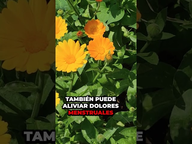 Vídeo relacionado con Semillas de hierbas medicinales - 12 variedades de hierbas medicinales de alta germinación - tradicionales y benéficas - set de semillas para principiantes