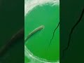 Video Thumbnail for Very cool release #short #fishing #subscribe #shorts #like #comment #follow