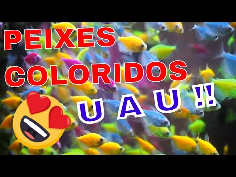 Peixes e Aquário Multicolorido Vibrante