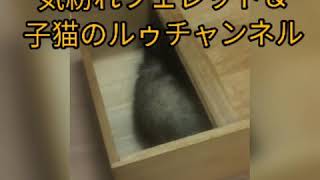 しつこい子猫に木箱に入って応戦するフェレット（生後２ヶ月の子猫とフェレットの初遊び②）