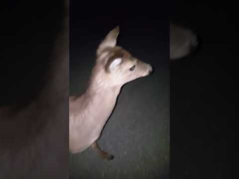 This Kindhearted Deer Followed A Woman For Eight Miles In The Middle Of The Night After Her Car Broke Down