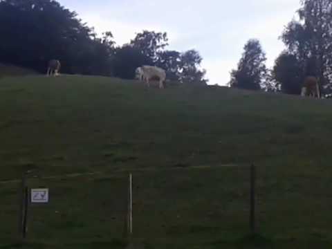 Da Vedere!! Mucche al Pascolo Live  #Mucchealpascolo @eventinews24 **