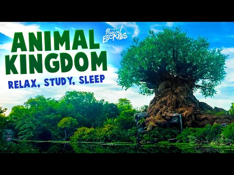 Animal Kingdom - Tree of Life - Disney World Ambience | Relax, Study, Sleep