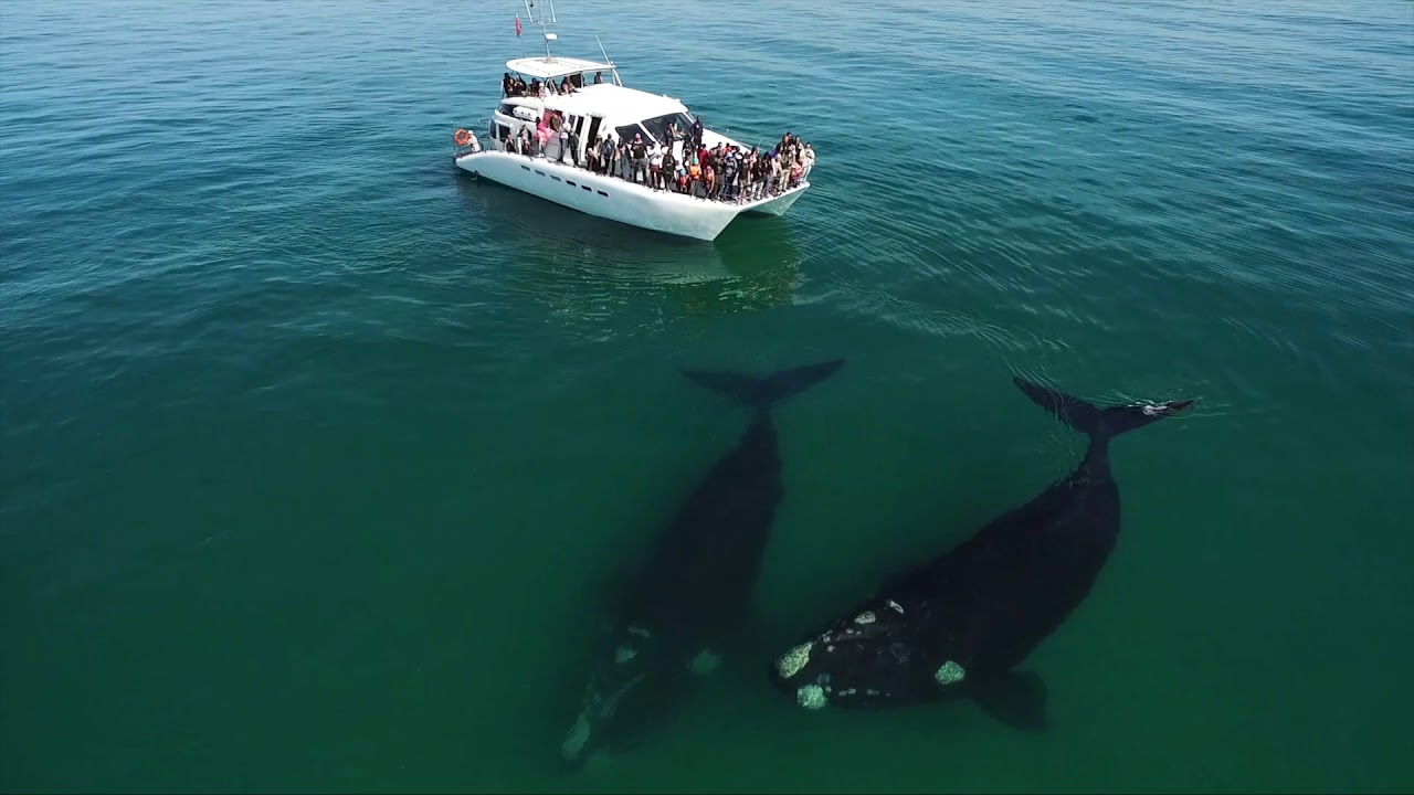 Shark Cage Diving Hermanus