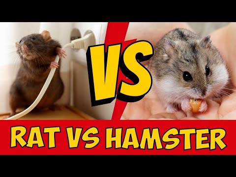 Rat vs Hamster: Differences & Which Pet Is Better?