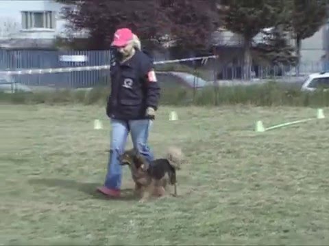 Csoki obedience kezdő vizsga 2016. 04. 23.