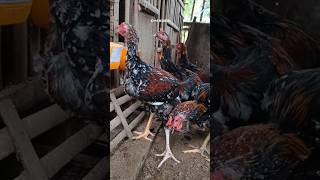 Download lagu AYAM PELUNG USIA 4 BULAN ( PM X KEMUNING ) mp3