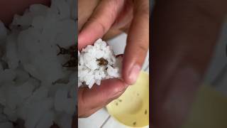 Download lagu Makan Serangga Undur Undur pake nasi🫣 mp3