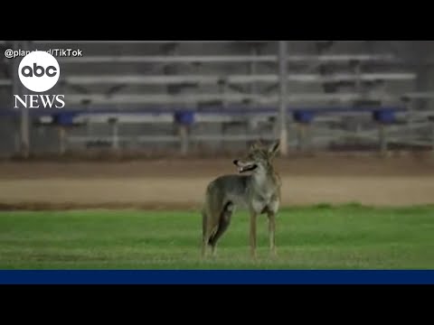 Video shows moment coyote attacks boy at softball game