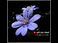 Punnai Vanathu Kuyile Spbisaiaruvi8661